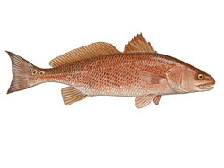 Redfish